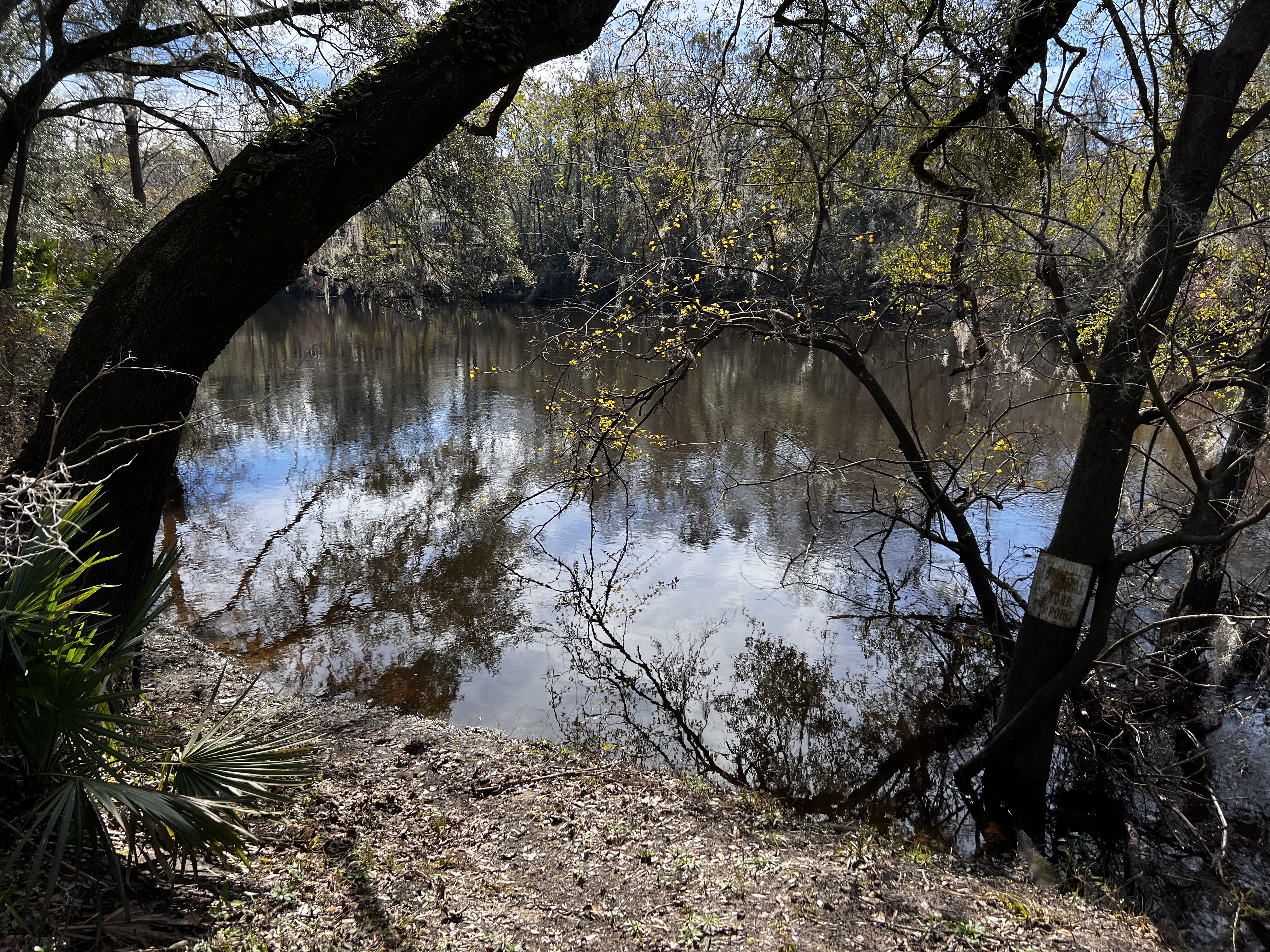 Holly Point other, Withlacoochee River @ NE Withla Bluffs Way 2024-01-10