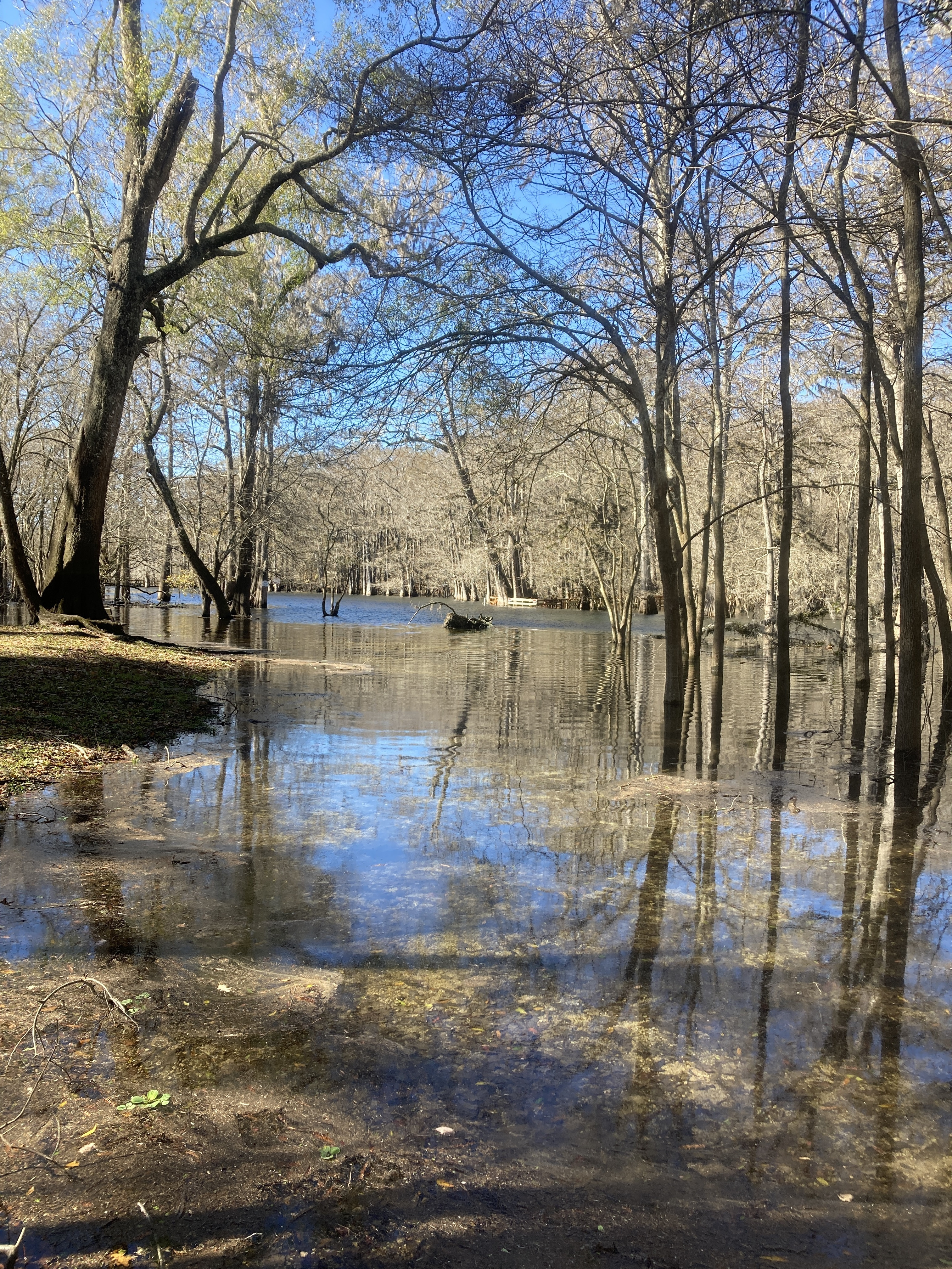 Point Park other, Ichetucknee River @ SW Riverside Ave. 2024-01-10