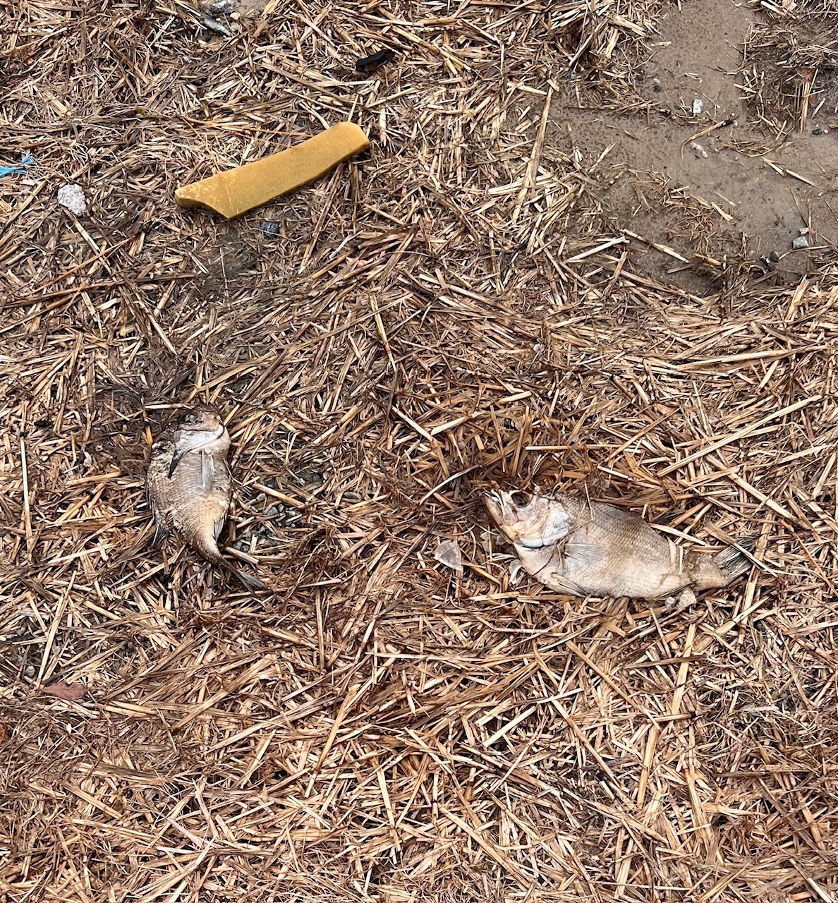 Dead fish, Lakeland Boat Ramp, Alapaha River @ GA 122 2024-01-11