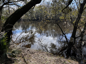 [Holly Point other, Withlacoochee River @ NE Withla Bluffs Way 2024-01-10]