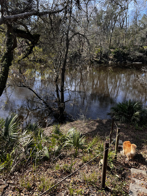 [Holly Point, Withlacoochee River @ NE Withla Bluffs Way 2024-01-11]