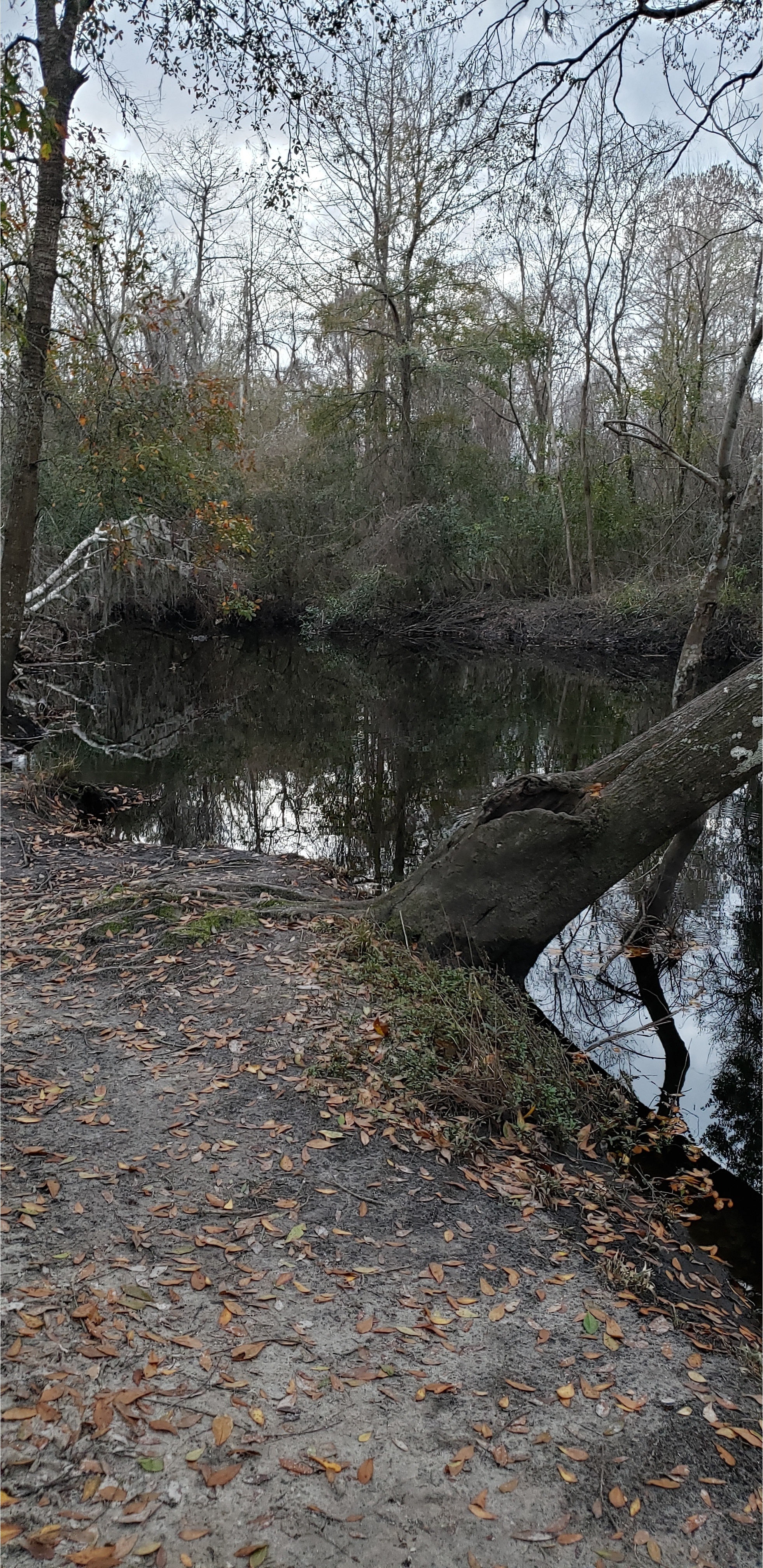 Downstream, Vann Road, Mud Swamp Creek 2024-01-24