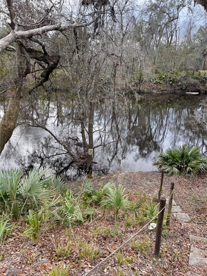 [Holly Point other, Withlacoochee River @ NE Withla Bluffs Way 2024-01-25]