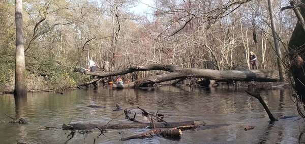 Movie: Phil on the tree and Shawn farther down, 30.8843, -83.3252 (16M)