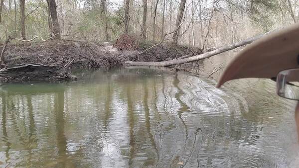 [Movie: Float under this Sugar Creek deadfall, 30.8642580, -83.3199785 (7.8M)]