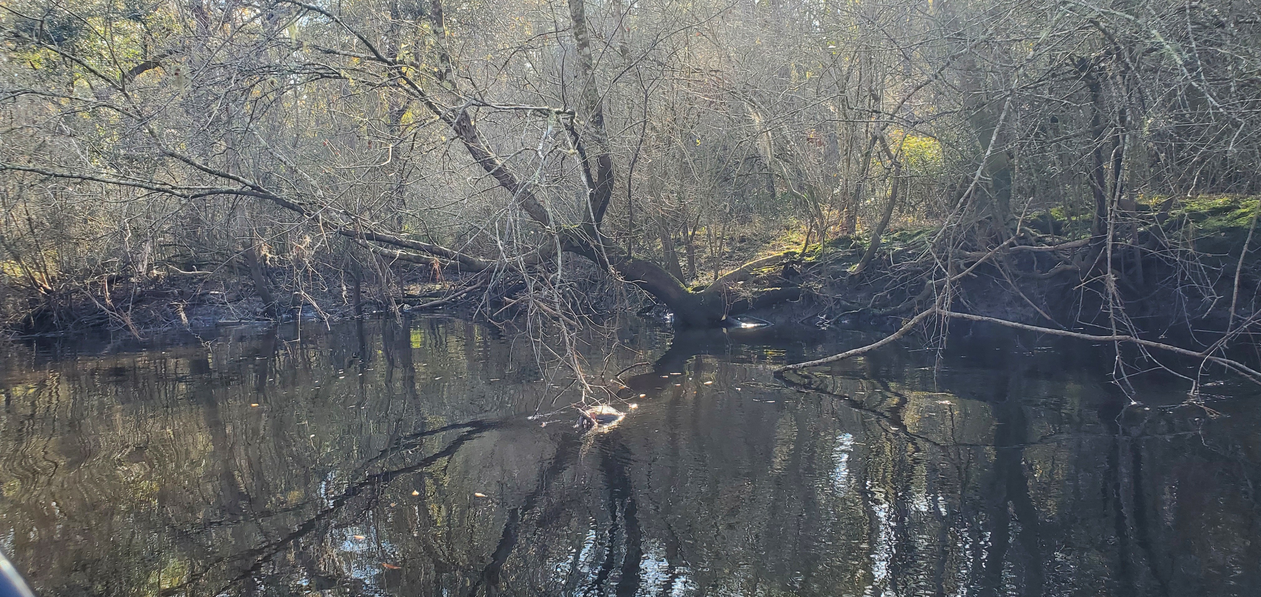 By the slough, 10:34:43, 30.8818347, -83.3242589