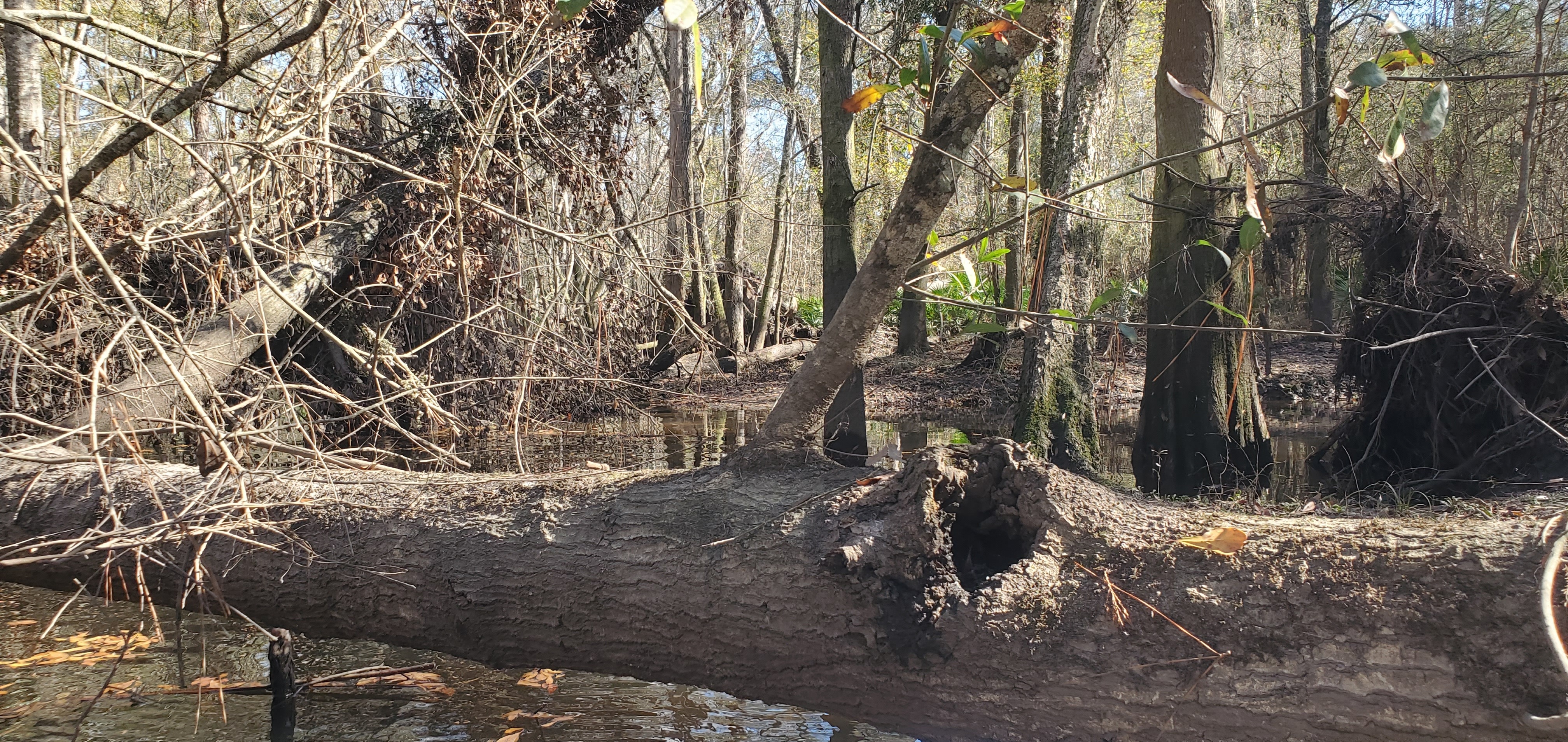 Deadfall, Three Mile Branch, 11:40:00, 30.8753175, -83.3226044