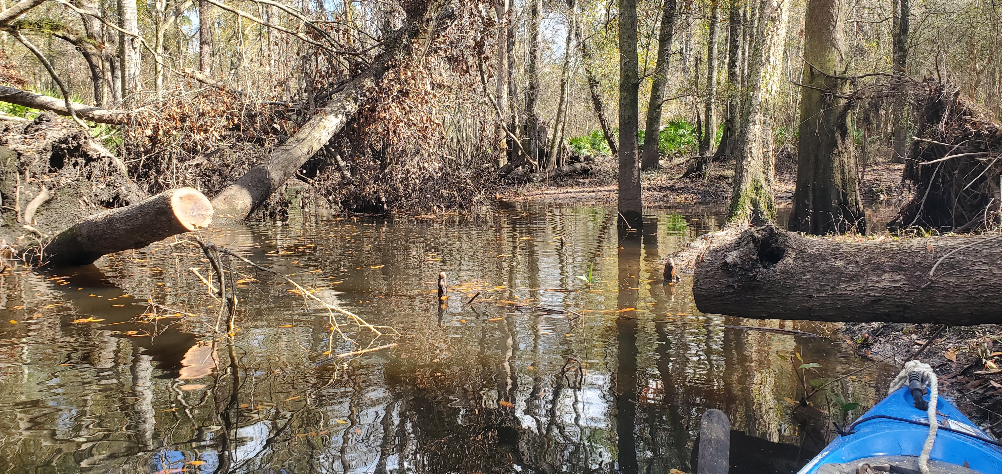 Cleared deadfall, Three Mile Branch, 12:12:58, 30.8753688, -83.3225864