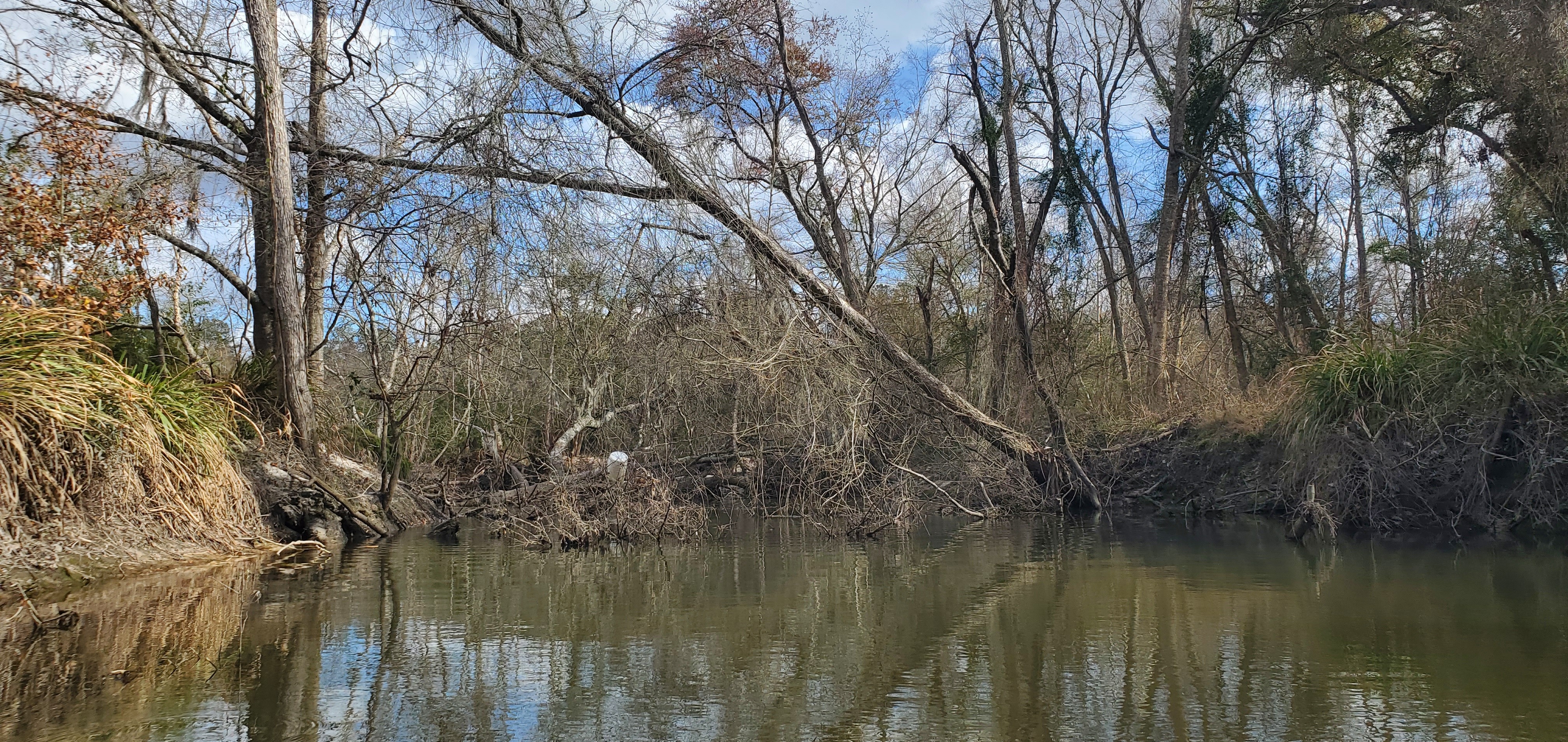 Big deadfall, Sugar Creek, 14:43:49, 30.8637608, -83.3197549