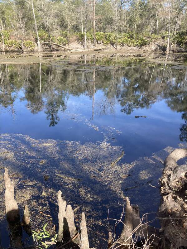 [O'Leno Sink, Santa Fe River @ O'Leno Park Road 2024-02-01]