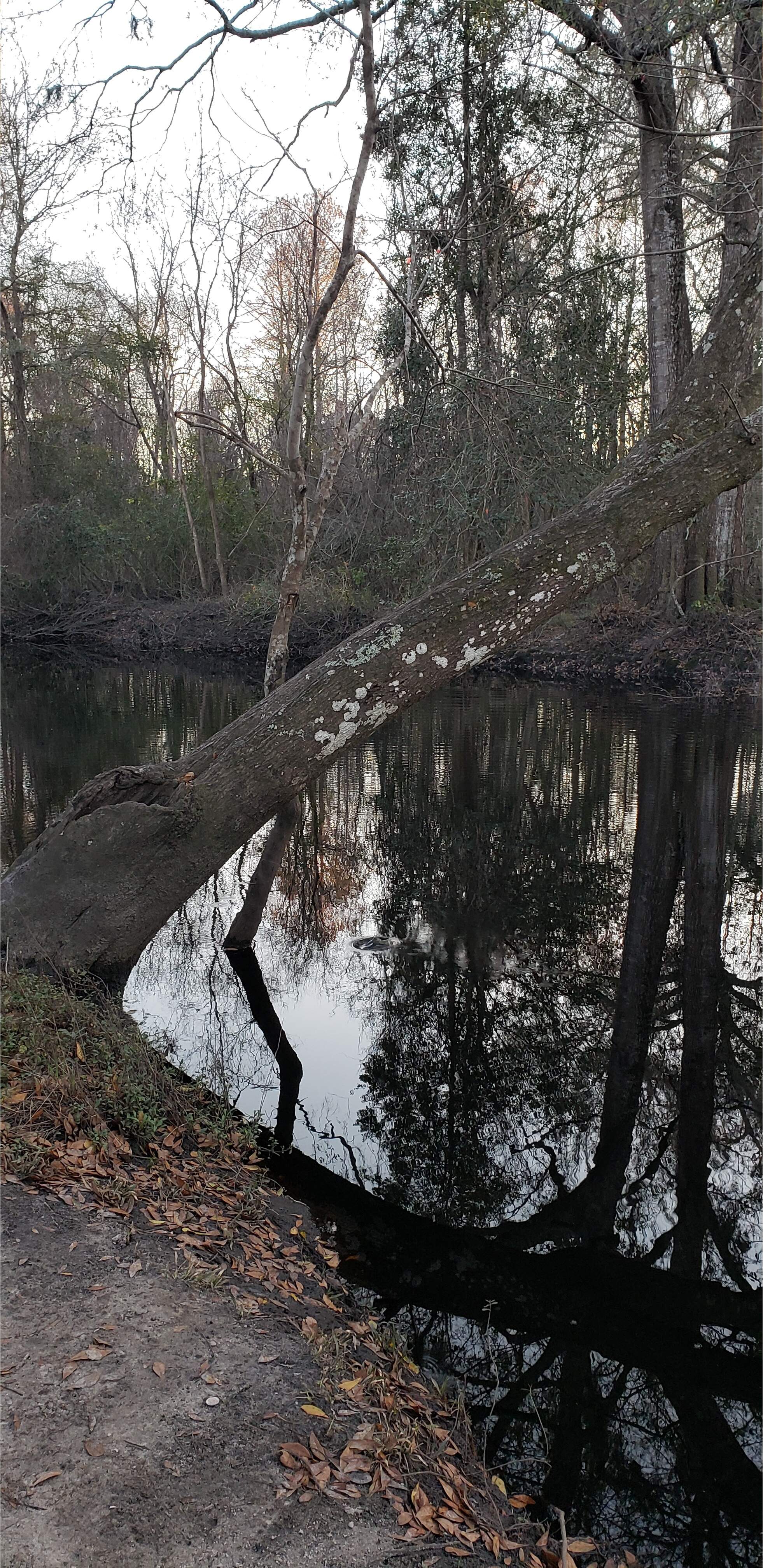 Tree, Vann Road, Mud Swamp Creek 2024-01-31