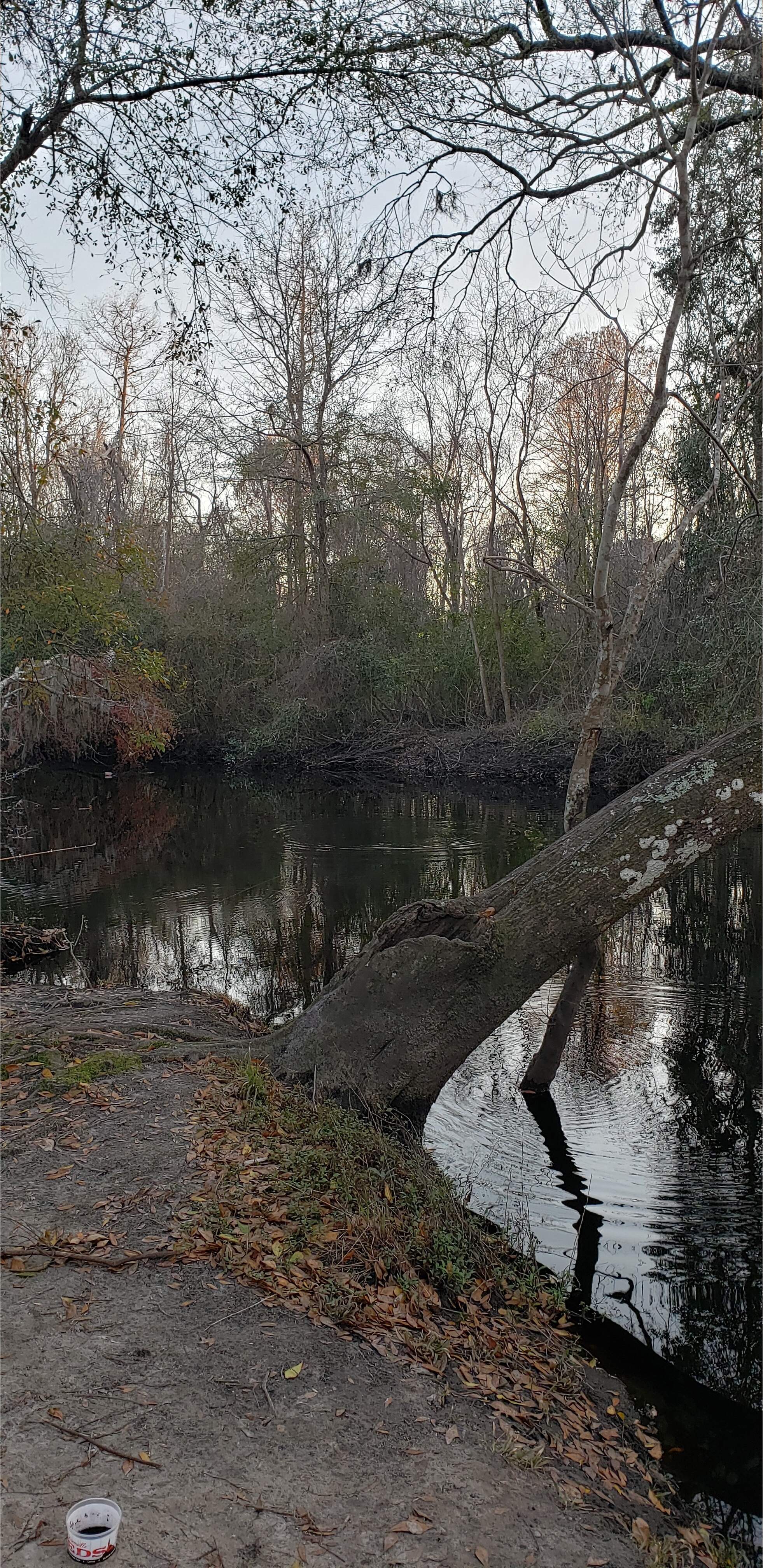 Upstream, Vann Road, Mud Swamp Creek 2024-01-31