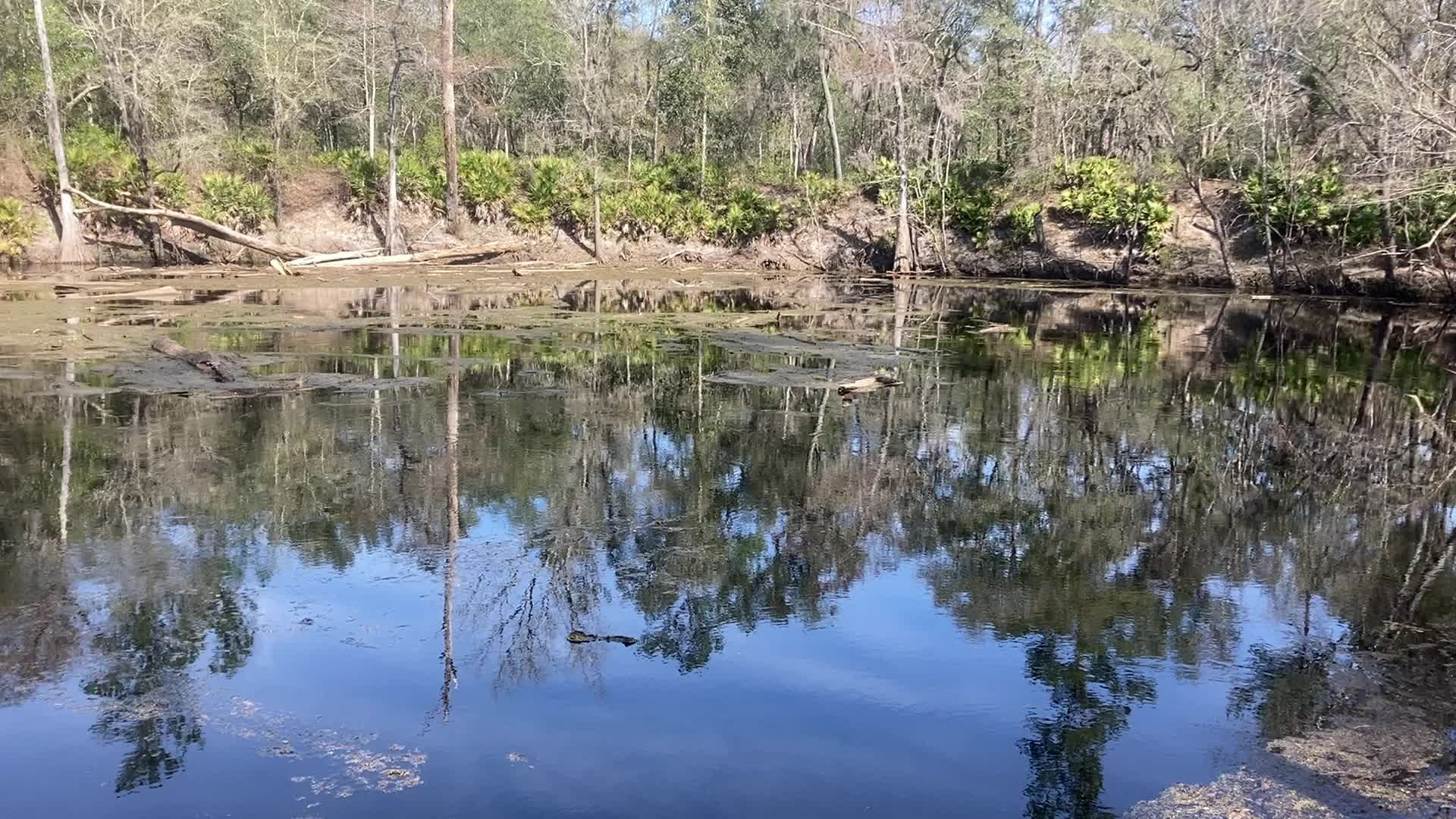 Movie: Into, O'Leno Sink, Santa Fe River @ O'Leno Park Road 2024-02-01