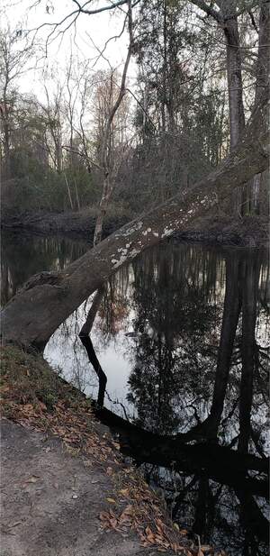 [Tree, Vann Road, Mud Swamp Creek 2024-01-31]