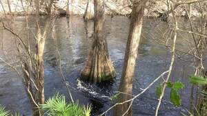 [Movie: Flow, O'Leno Sink, Santa Fe River @ O'Leno Park Road 2024-02-01]