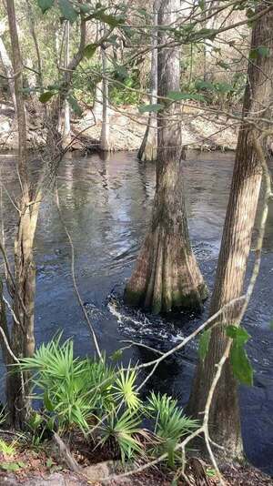 [Movie: Vertical flow, O'Leno Sink, Santa Fe River @ O'Leno Park Road 2024-02-01]