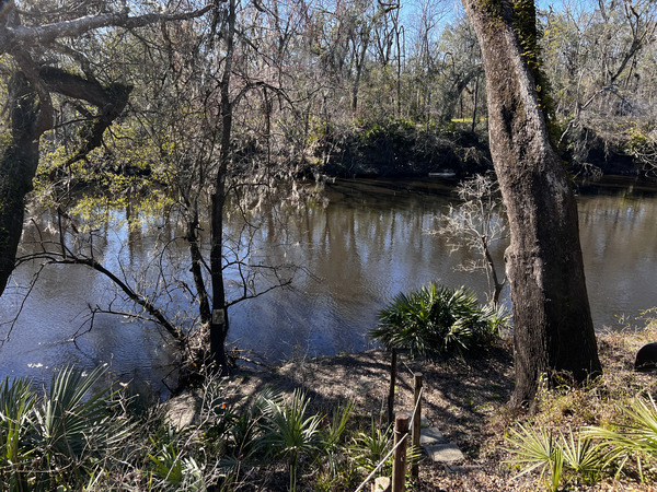 [Holly Point, Withlacoochee River @ NE Withla Bluffs Way 2024-02-07]