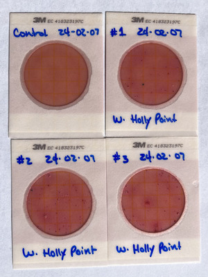 [Plates, Holly Point 2024-02-07]