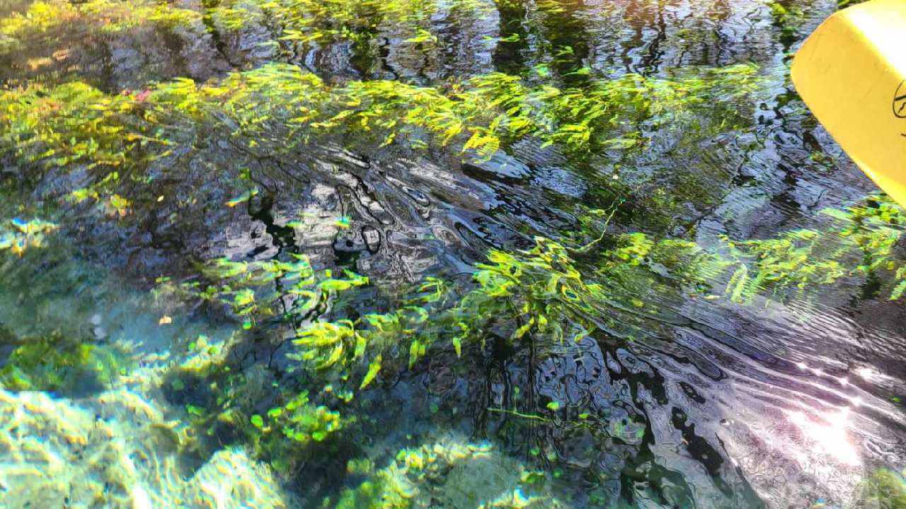 Submerged aquatic vegetation (SAV) --Merrillee Malwitz-Jipson