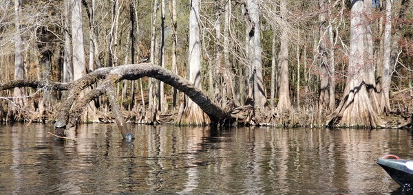 [Great Blue Heron on tree above turtles, 13:04:04, 29.8330074, -82.6842083]