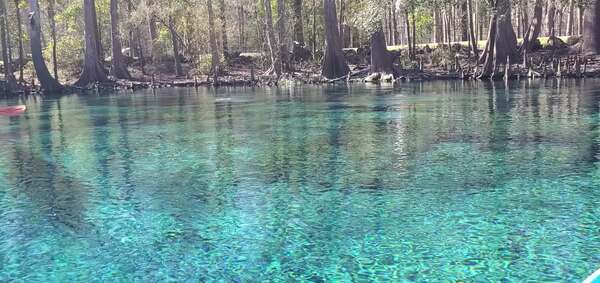 [Movie: Divers in Ginnie Spring, 29.8363291, -82.6999564]