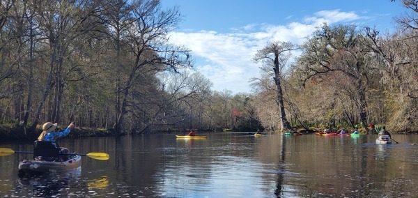 [Very old cypress tree, right bank, below rapids, 15:07:41, 29.8510683, -82.7165948]