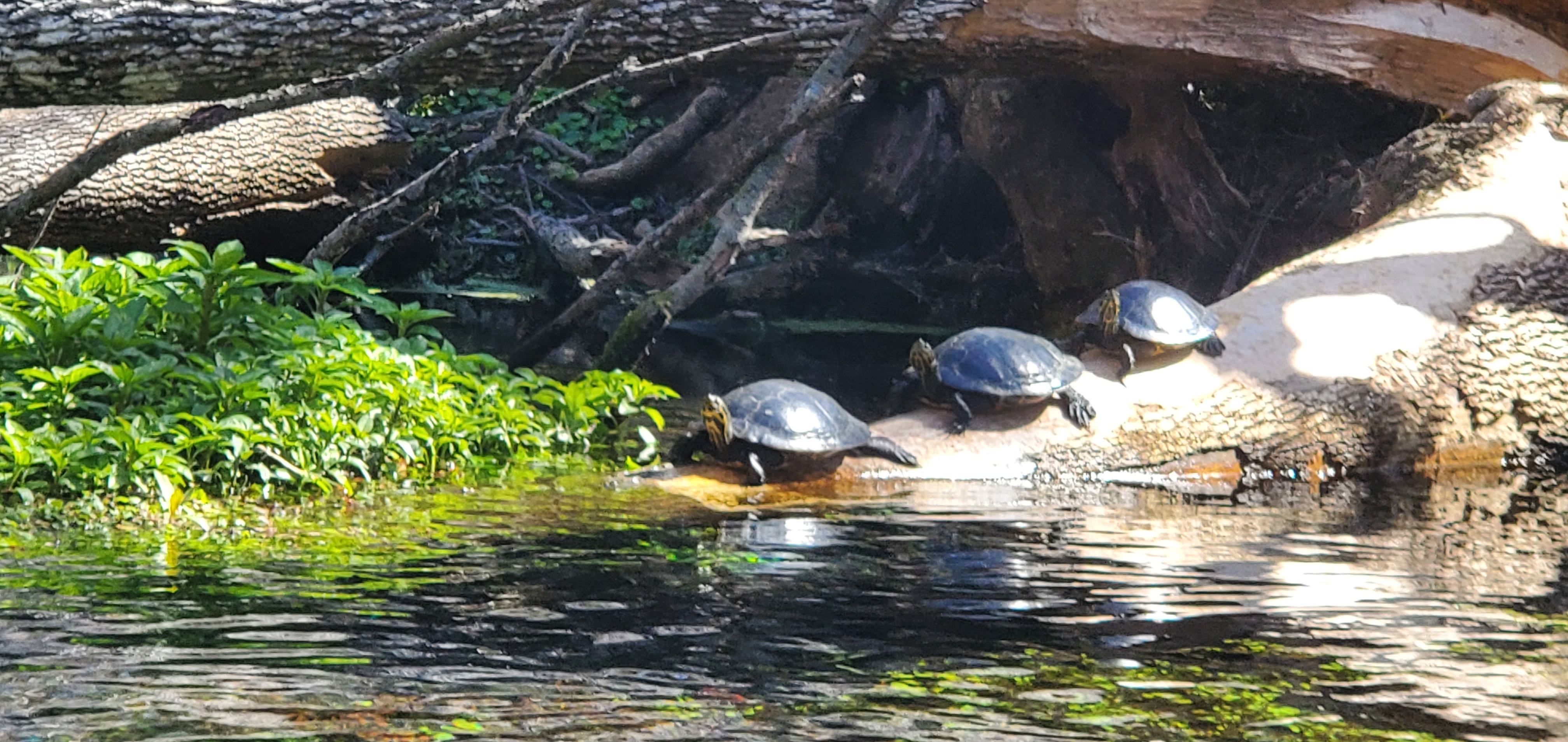 Turtles, 12:35:41, 29.8311317, -82.6818305