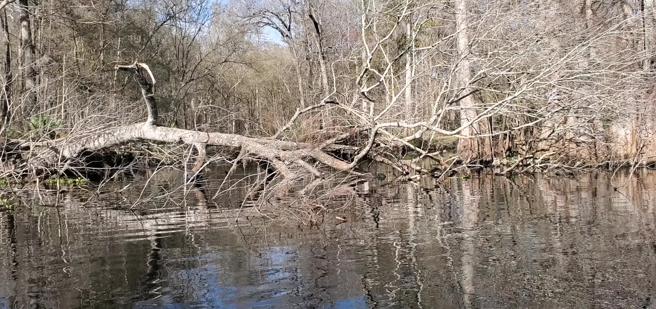 Movie: Recently bought by Alachua Conservation Trust: Little Awesome Suck, 29.8534770, -82.7212341 (7.5M)