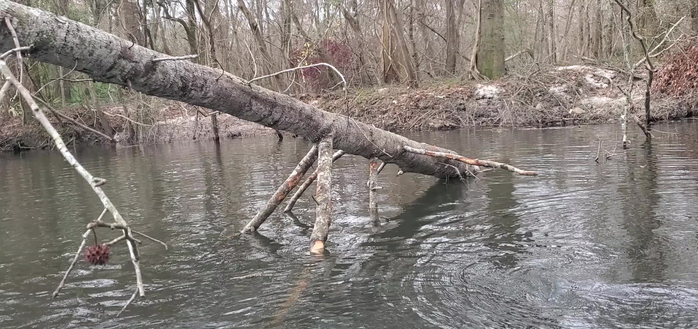 Movie: Beavers have been working on this one, 30.8635704, -83.3192636 (8.5M)