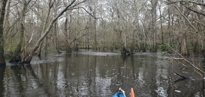 [Norfolk Southern RR Bridge, Withlacoochee River, 10:25:13, 30.8640570, -83.3206630]