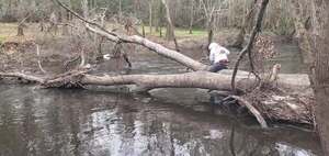 [Movie: Phil sawing a Hurricane Idalia deadfall, 11:43:31, 30.8547589, -83.3306693 (16M)]