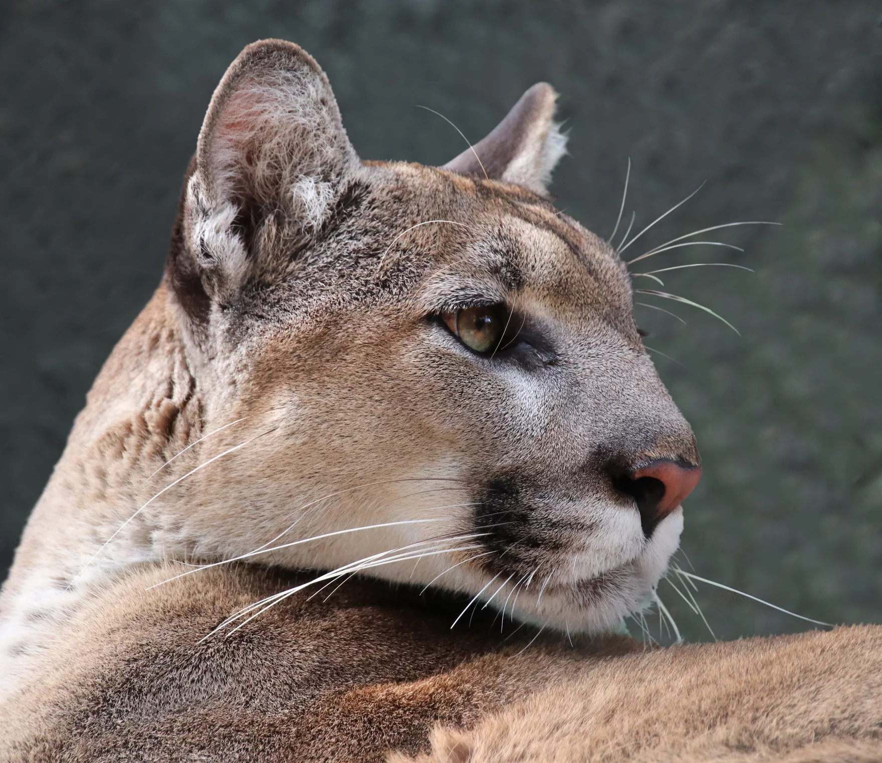 Florida Panther --FWS