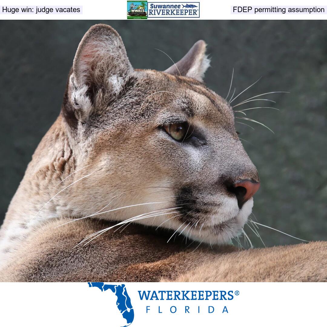 [Florida panther, Waterkeepers Florida]