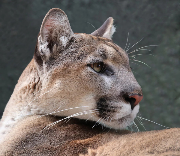 [Florida Panther --FWS]