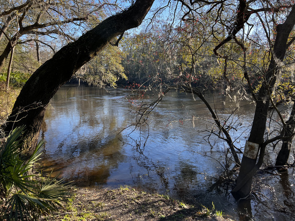 [Holly Point, Withlacoochee River @ NE Withla Bluffs Way 2024-02-21]