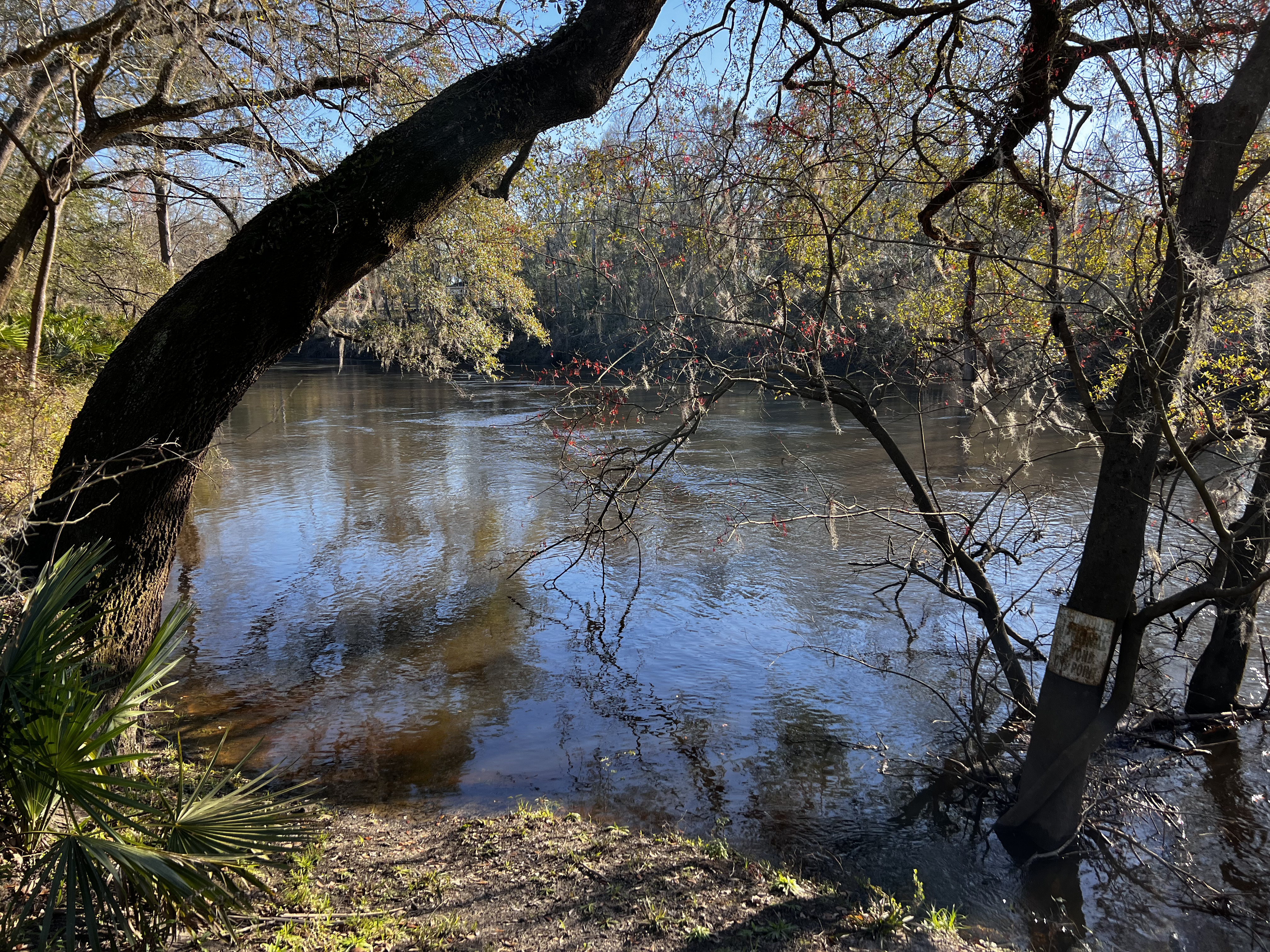 Holly Point, Withlacoochee River @ NE Withla Bluffs Way 2024-02-21