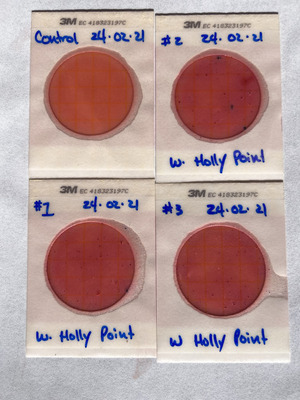 [Plates, Holly Point 2024-02-21]