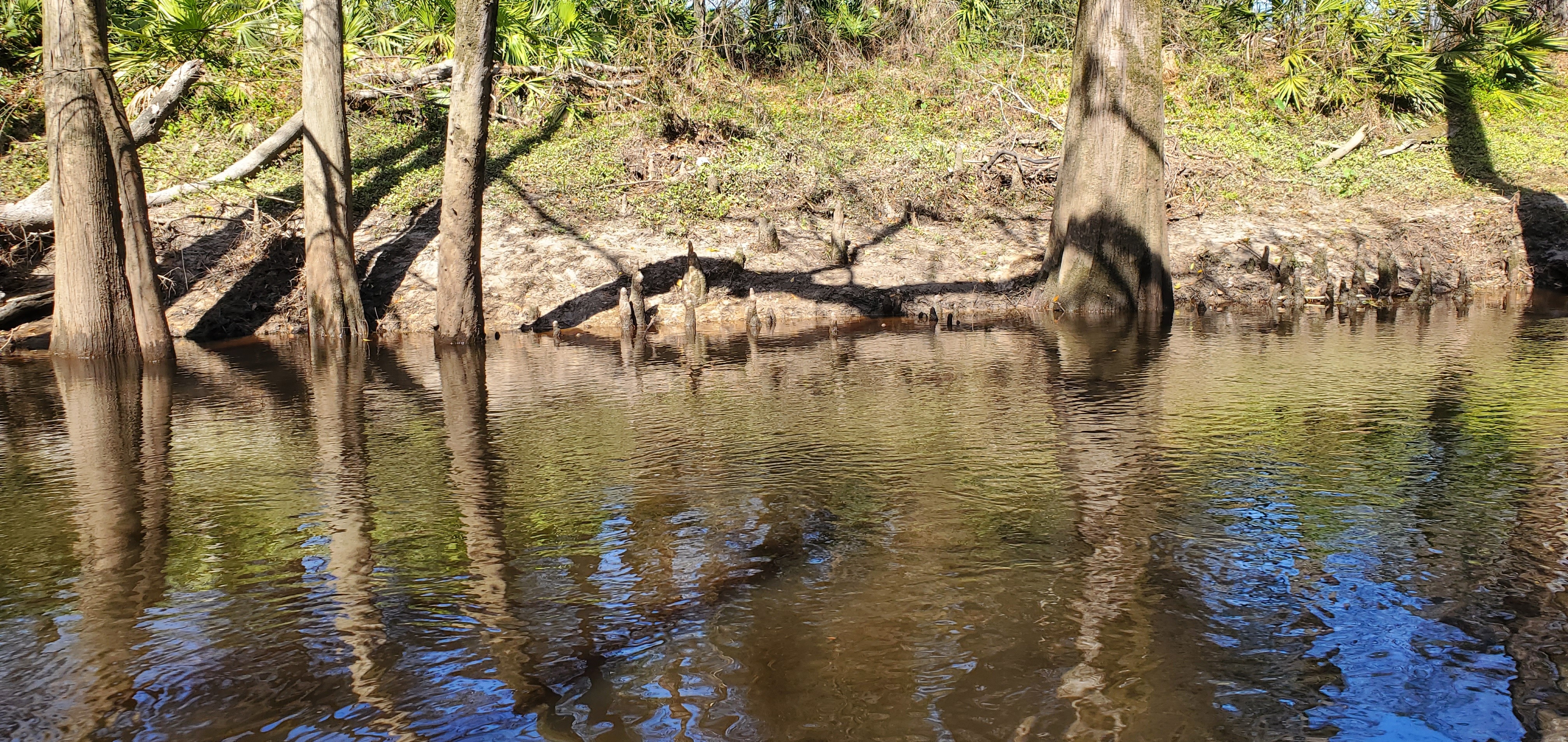 Cypress knees, 11:12:35, 30.8533034, -83.3393921