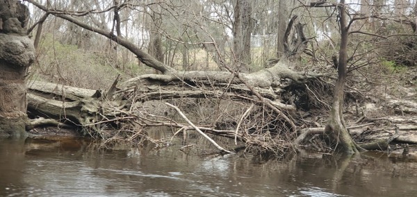 [Deadfalls on creek from Valdosta State Prison, 12:08:21, 30.8538784, -83.3467473]