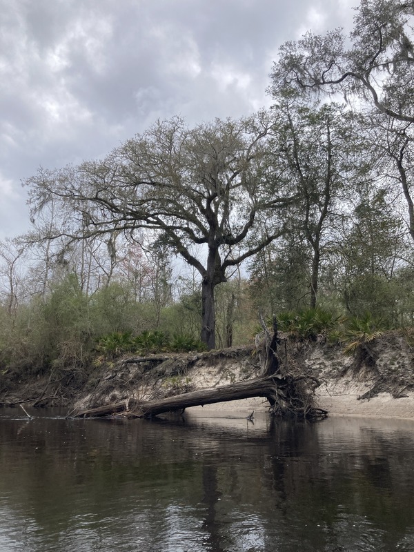 [Deadfall just cut by Suwannee Riverkeeper]