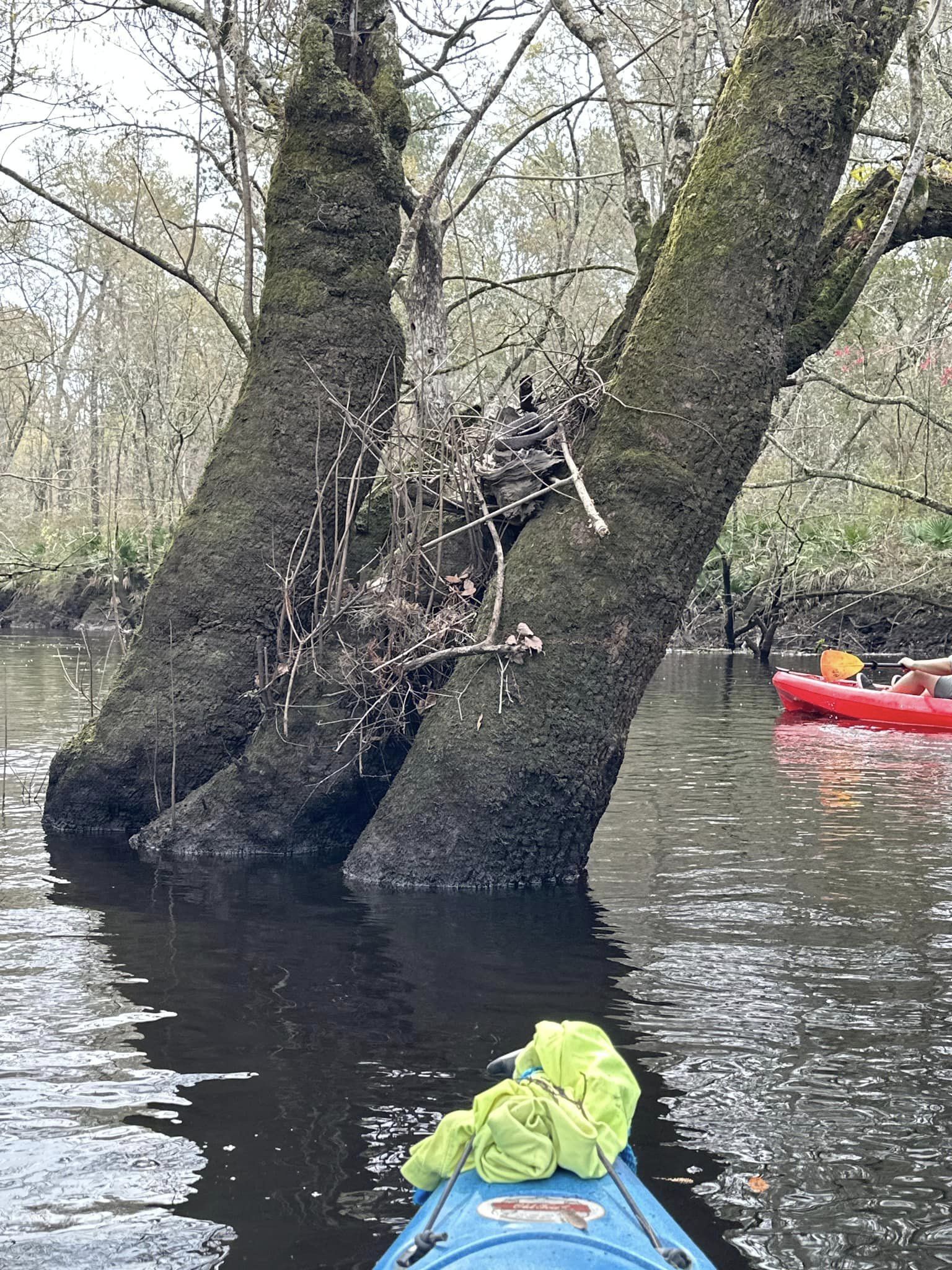 Snake in tree --Russell Allen McBride