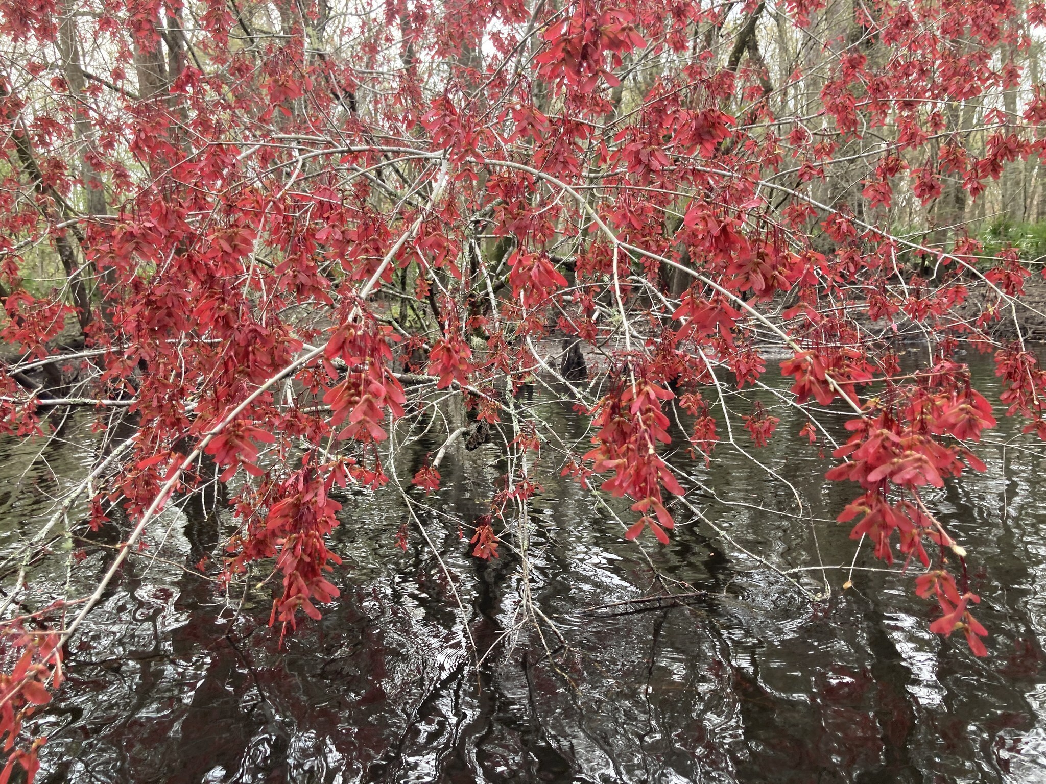 Red maple --Gretchen Quarterman