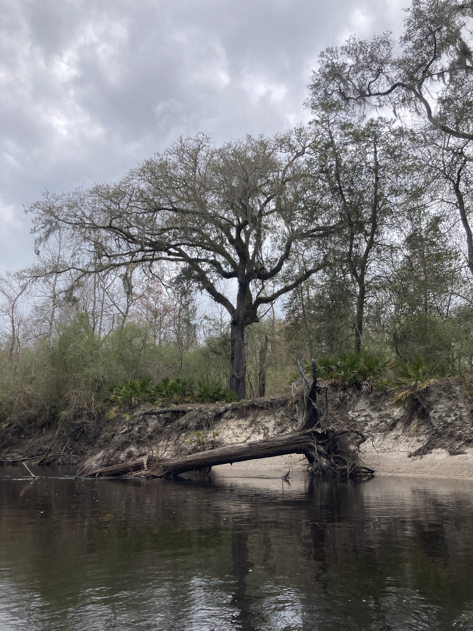 Deadfall just cut by Suwannee Riverkeeper