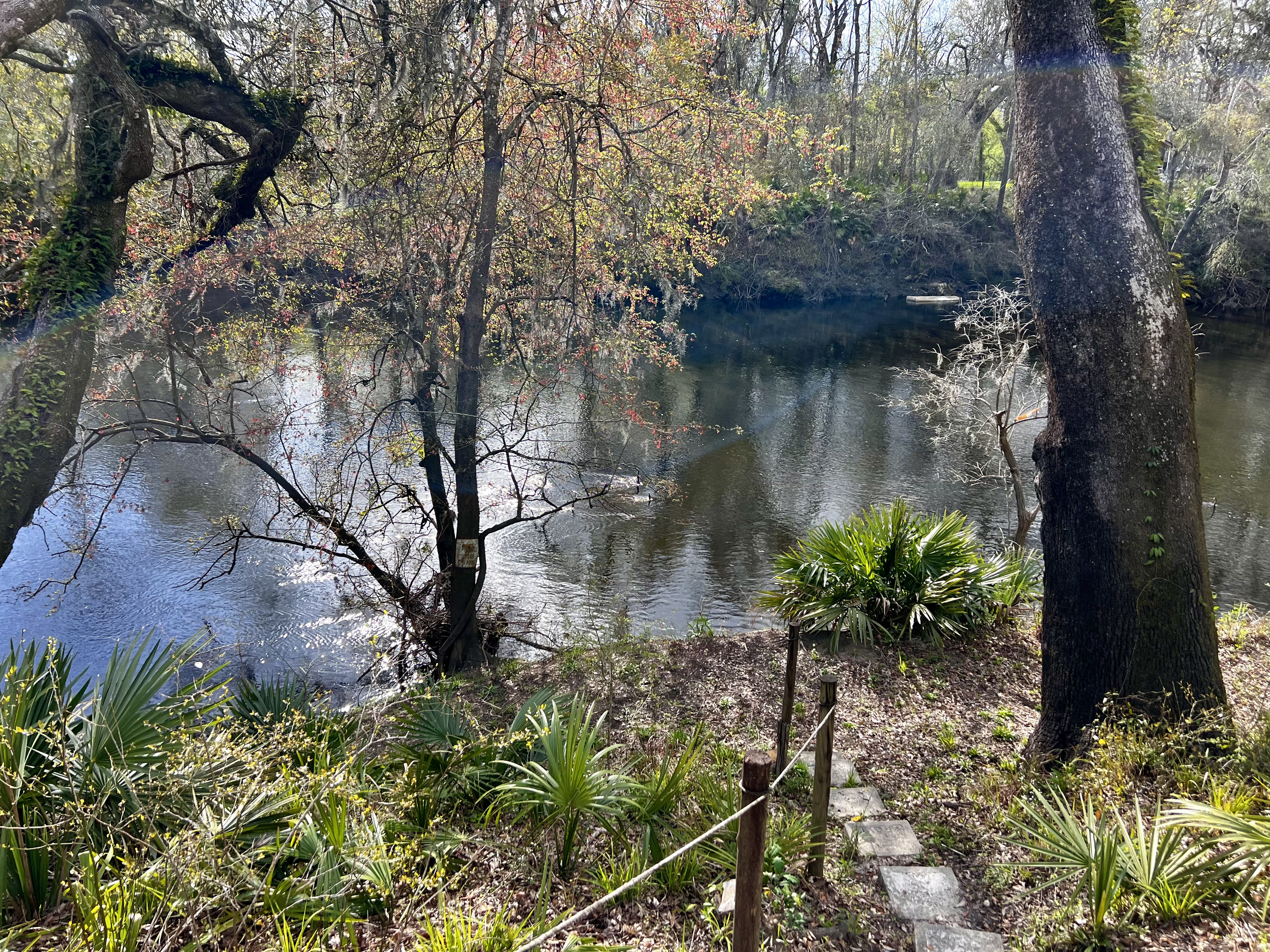 Holly Point, Withlacoochee River @ NE Withla Bluffs Way 2024-03-06