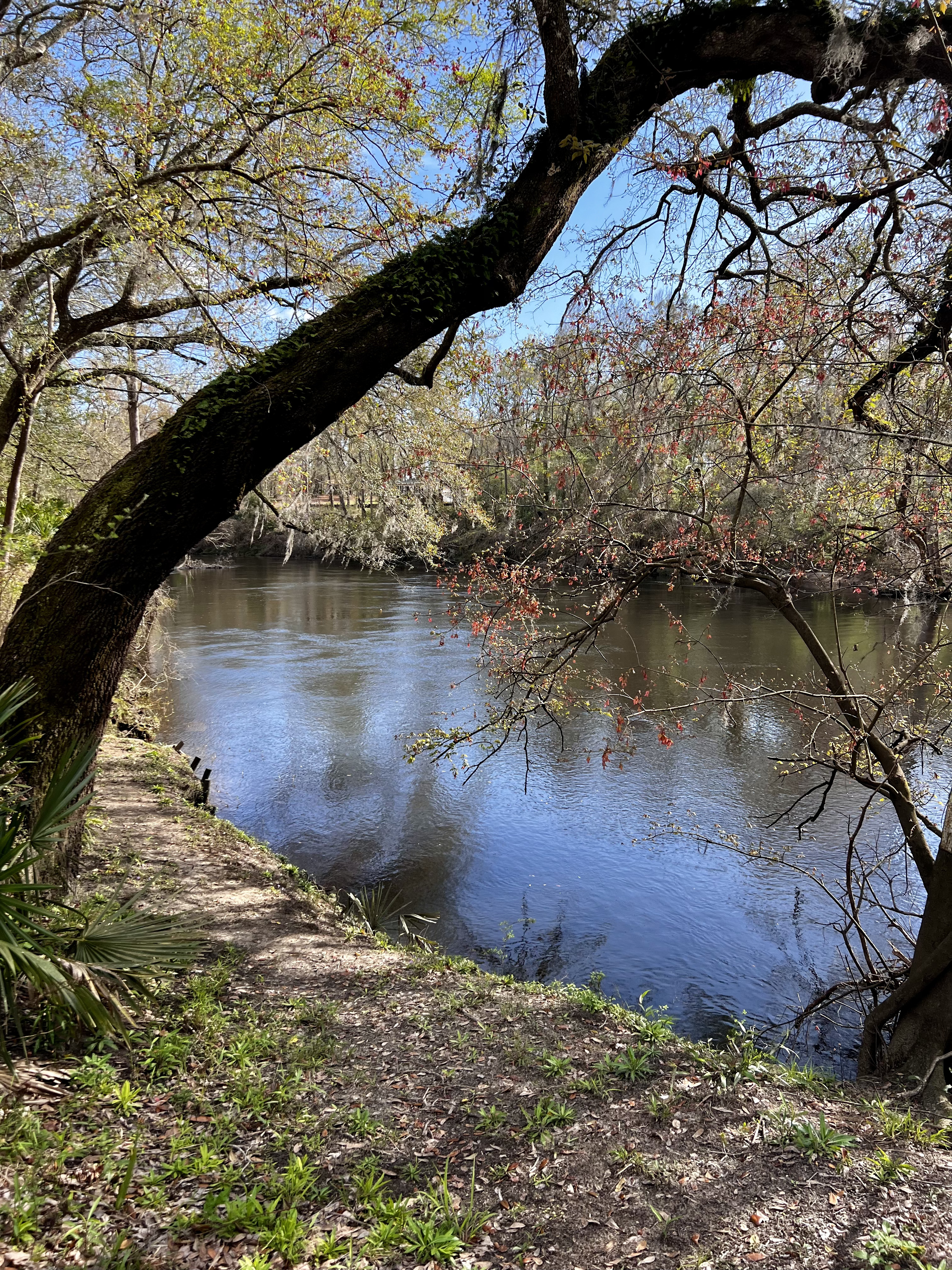 Holly Point other, Withlacoochee River @ NE Withla Bluffs Way 2024-03-06