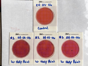 [Plates, Holly Point 2024-03-06]