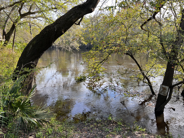 [Holly Point, Withlacoochee River @ NE Withla Bluffs Way 2024-03-13]