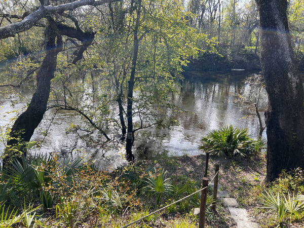 Holly Point other, Withlacoochee River @ NE Withla Bluffs Way 2024-03-13