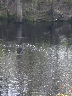 [O'Leno Dock other, Santa Fe River @ O'Leno Park Road 2024-03-13]