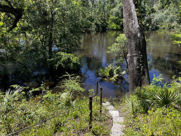 [Holly Point, Withlacoochee River @ NE Withla Bluffs Way 2024-04-04]